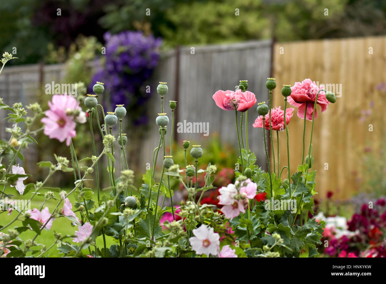 Double headed poppies and lavatera flowers in garden Stock Photo