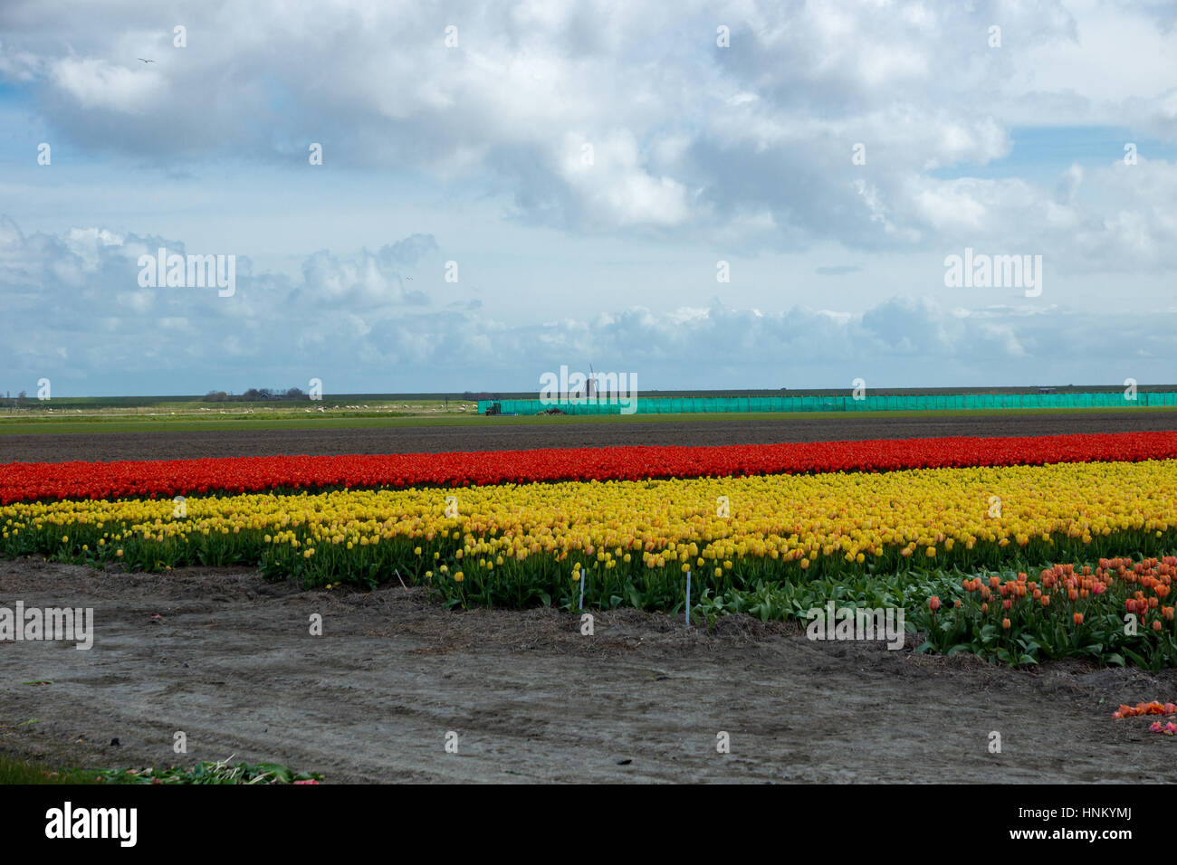 Blooming tulip fields in a dutch landscape in Texel, the Netherlands ...
