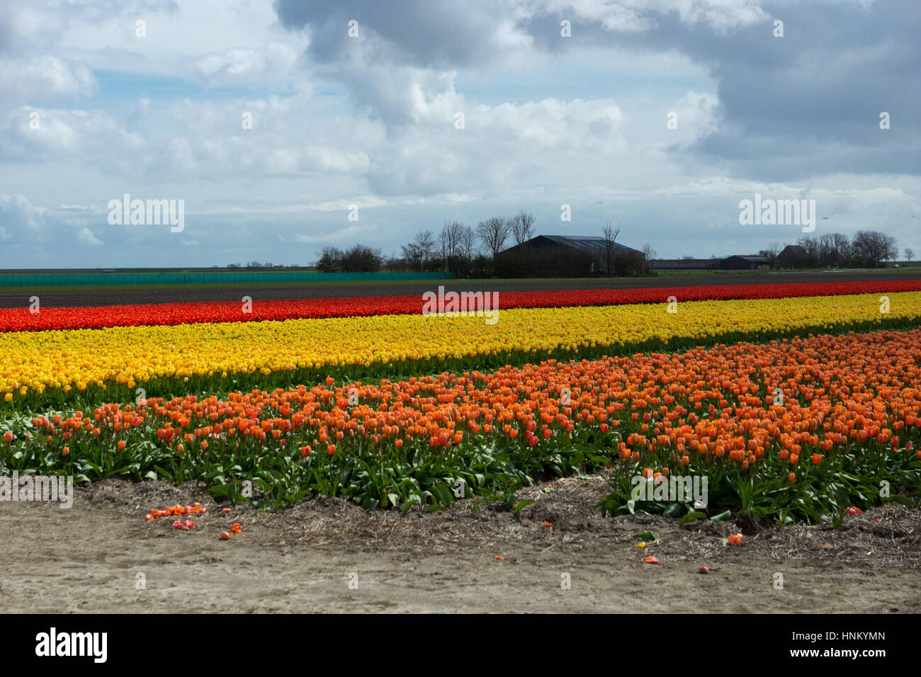 Blooming tulip fields in a dutch landscape in Texel, the Netherlands ...