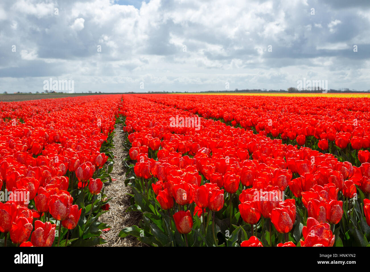 Blooming tulip fields in a dutch landscape in Texel, the Netherlands ...