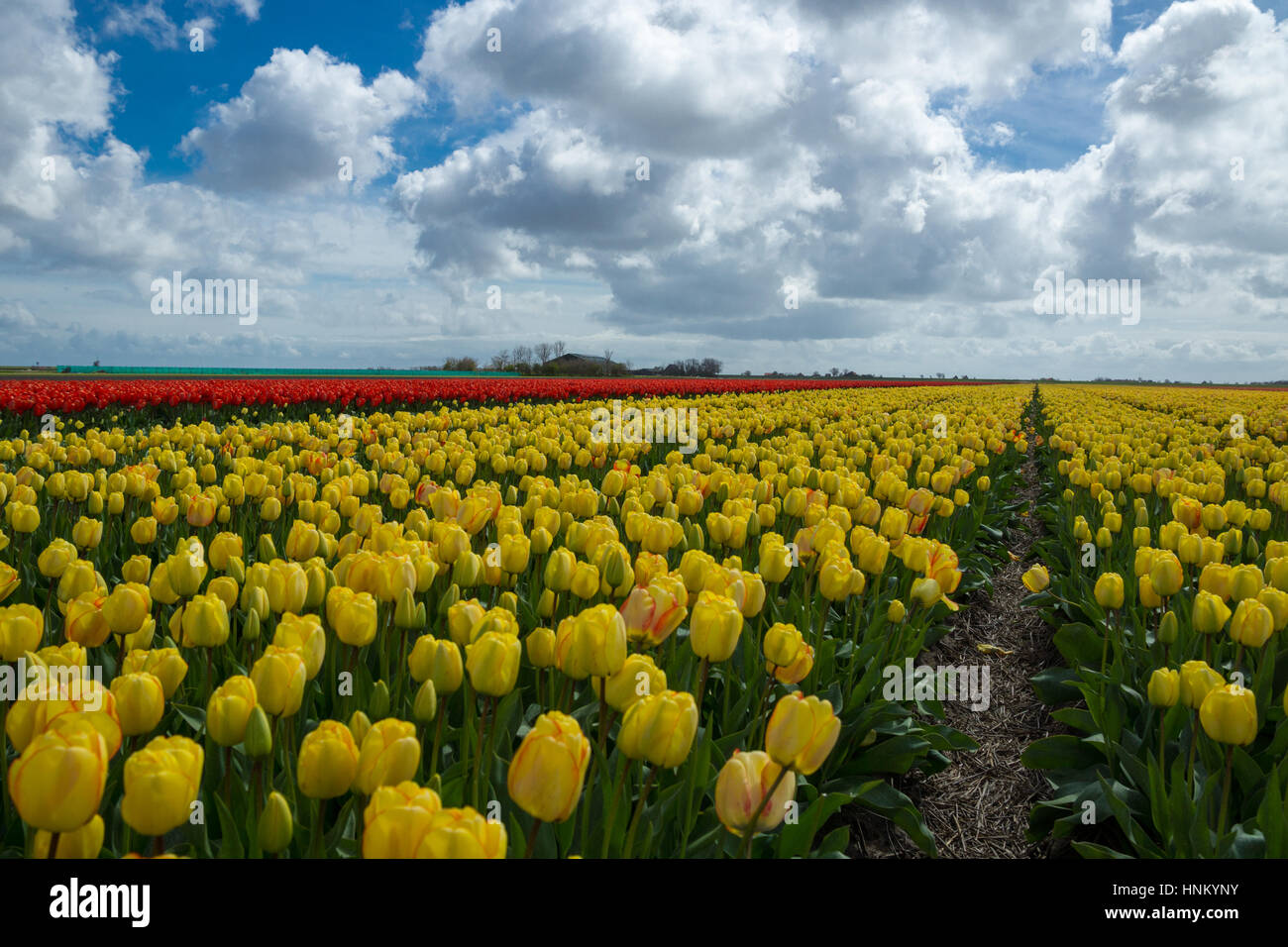 Blooming tulip fields in a dutch landscape in Texel, the Netherlands ...