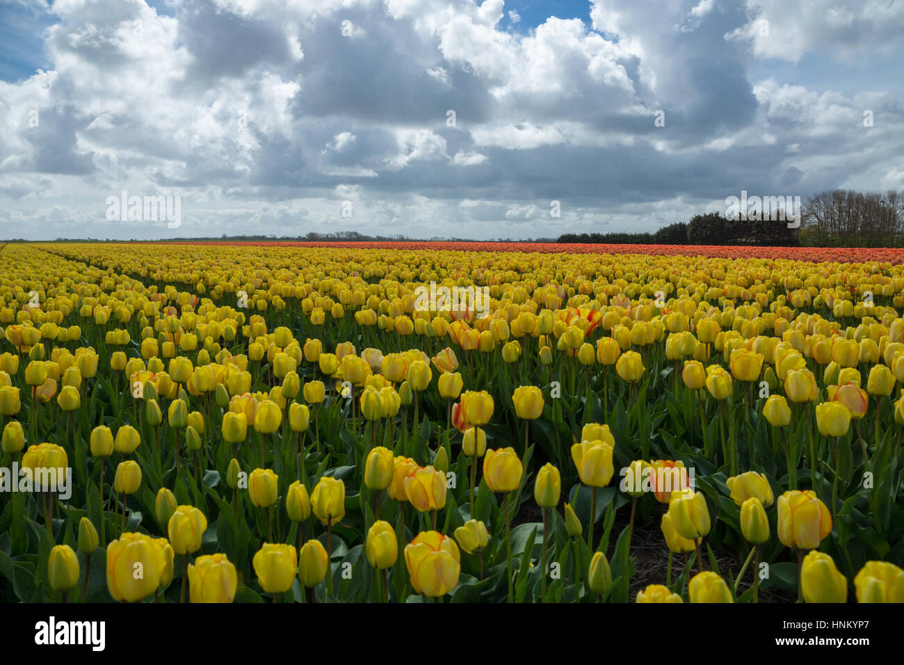 Blooming tulip fields in a dutch landscape in Texel, the Netherlands ...