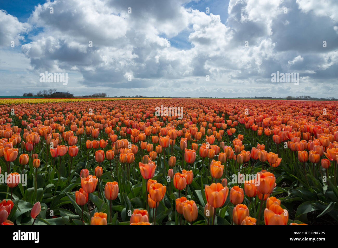 Blooming tulip fields in a dutch landscape in Texel, the Netherlands ...