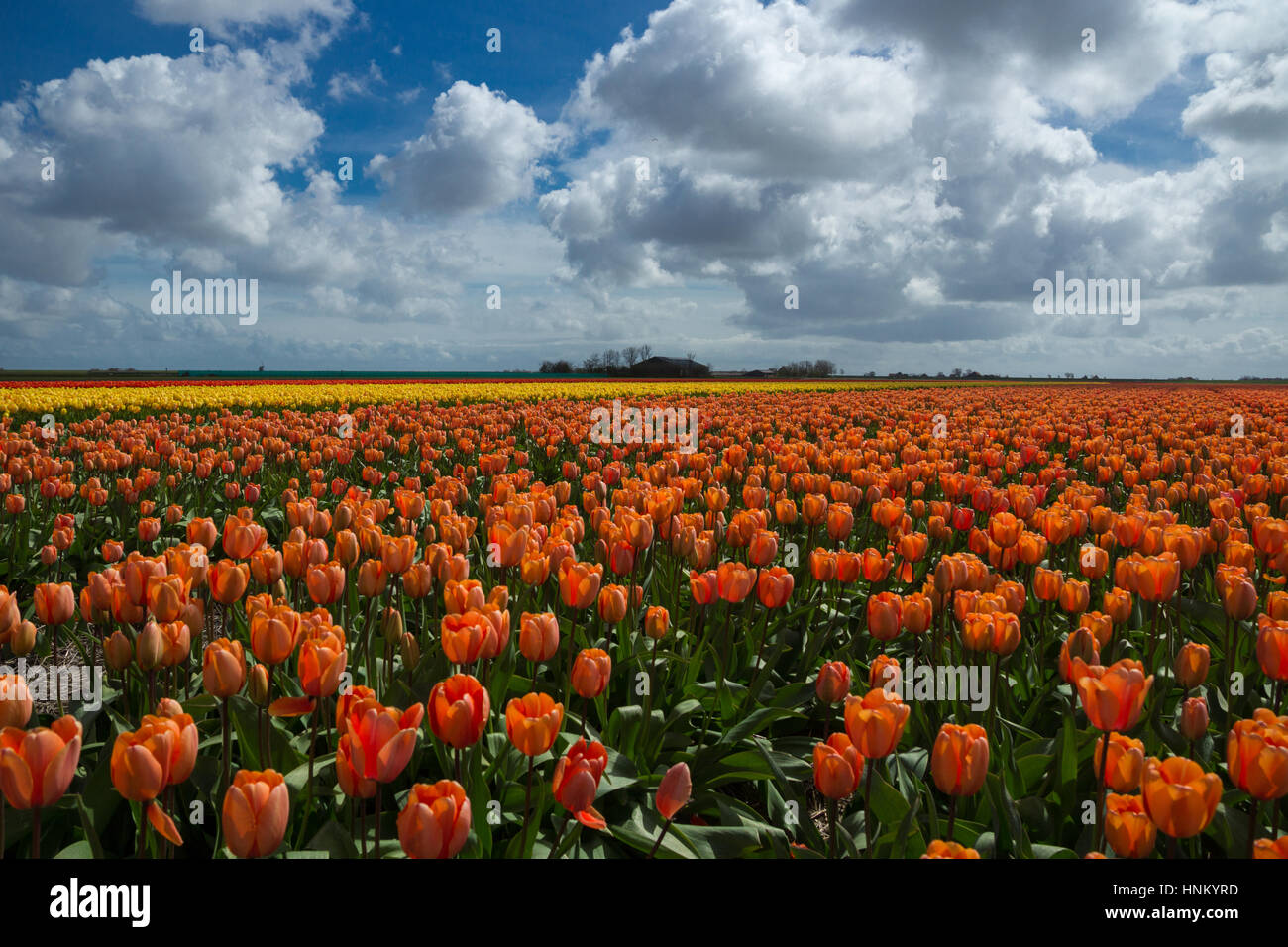 Blooming tulip fields in a dutch landscape in Texel, the Netherlands ...