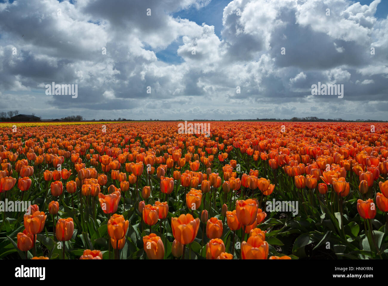 Blooming tulip fields in a dutch landscape in Texel, the Netherlands ...