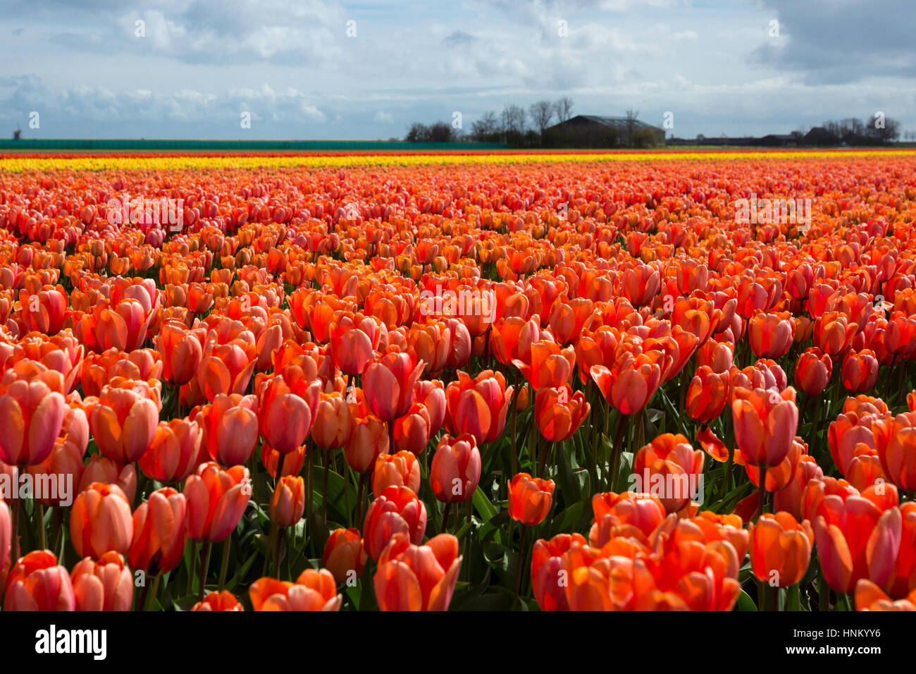 Blooming tulip fields in a dutch landscape in Texel, the Netherlands ...