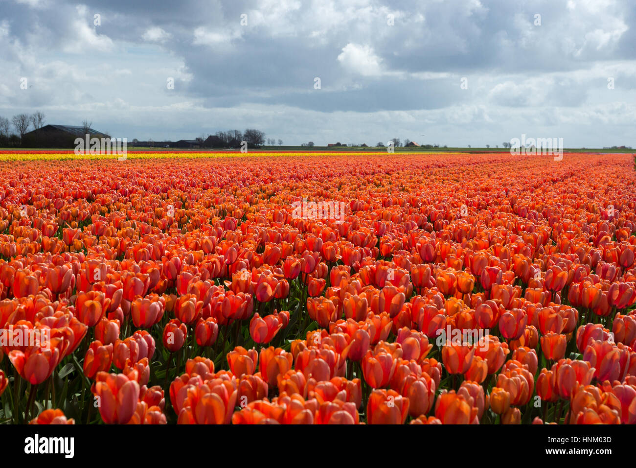 Blooming tulip fields in a dutch landscape in Texel, the Netherlands ...