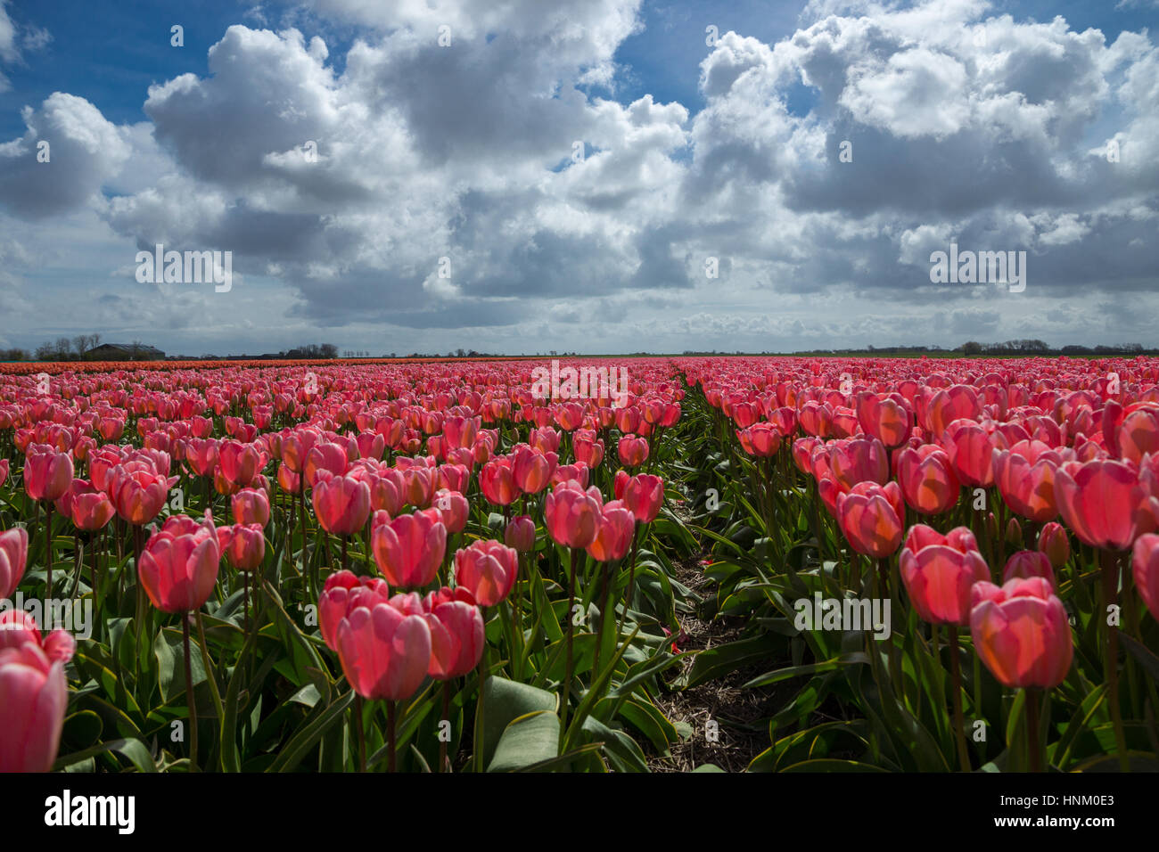 Blooming tulip fields in a dutch landscape in Texel, the Netherlands ...