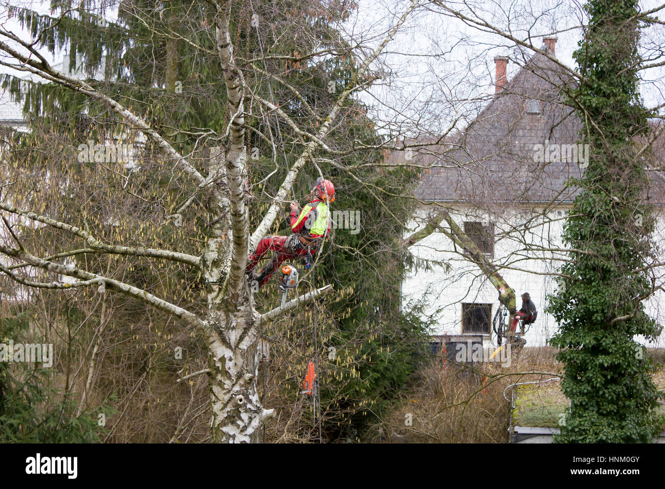 Tree surgeon hanging from ropes in the crown of a tree using a chainsaw ...