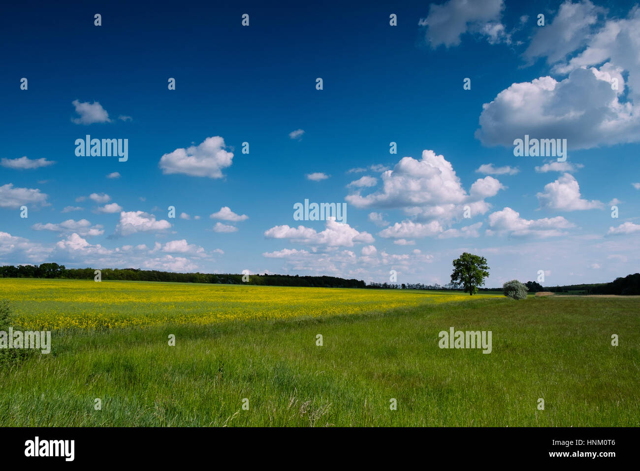 Rape field and blue sky Stock Photo - Alamy