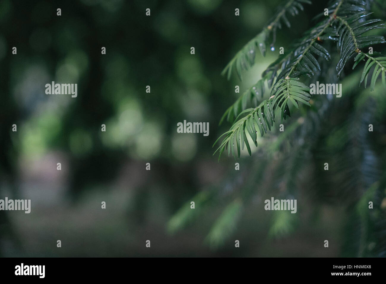 Green pine tree forest hi-res stock photography and images - Alamy