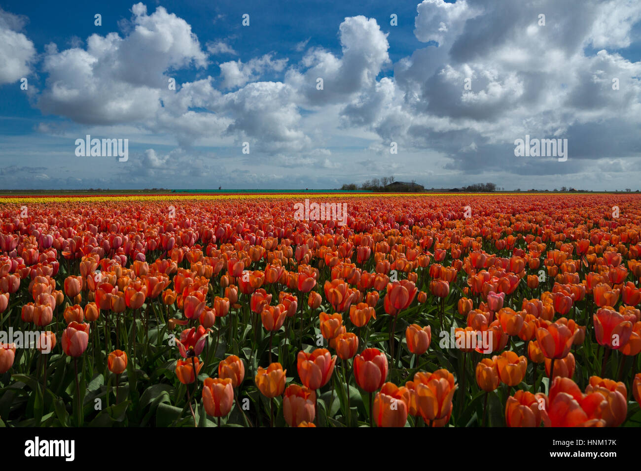 Blooming tulip fields in a dutch landscape in Texel, the Netherlands ...