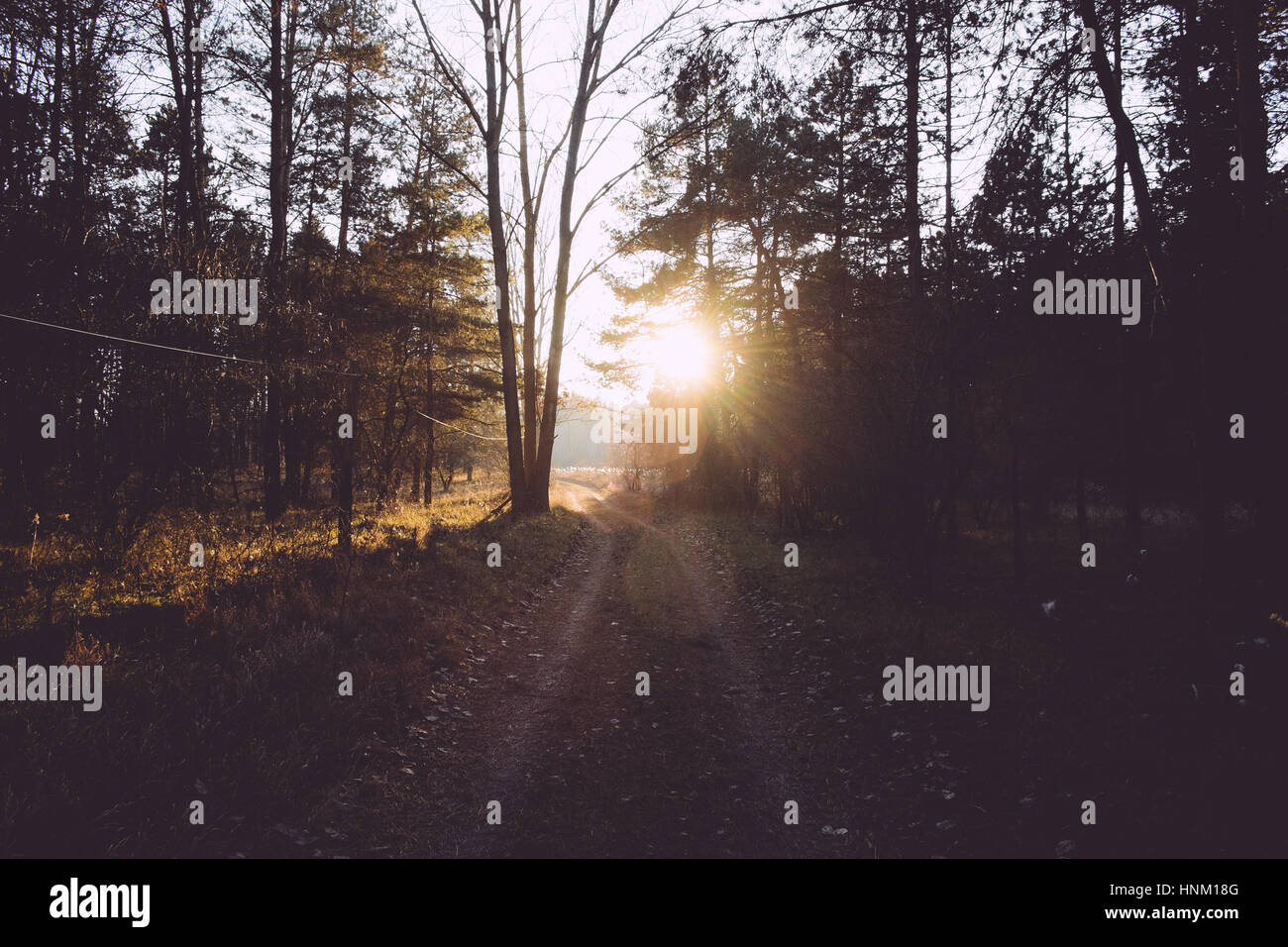 Forest in sunset Stock Photo - Alamy