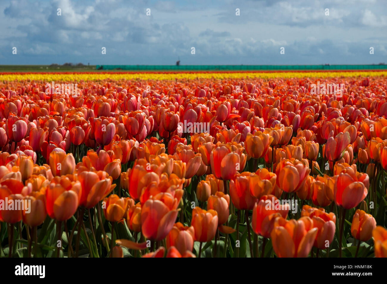 Blooming tulip fields in a dutch landscape in Texel, the Netherlands ...