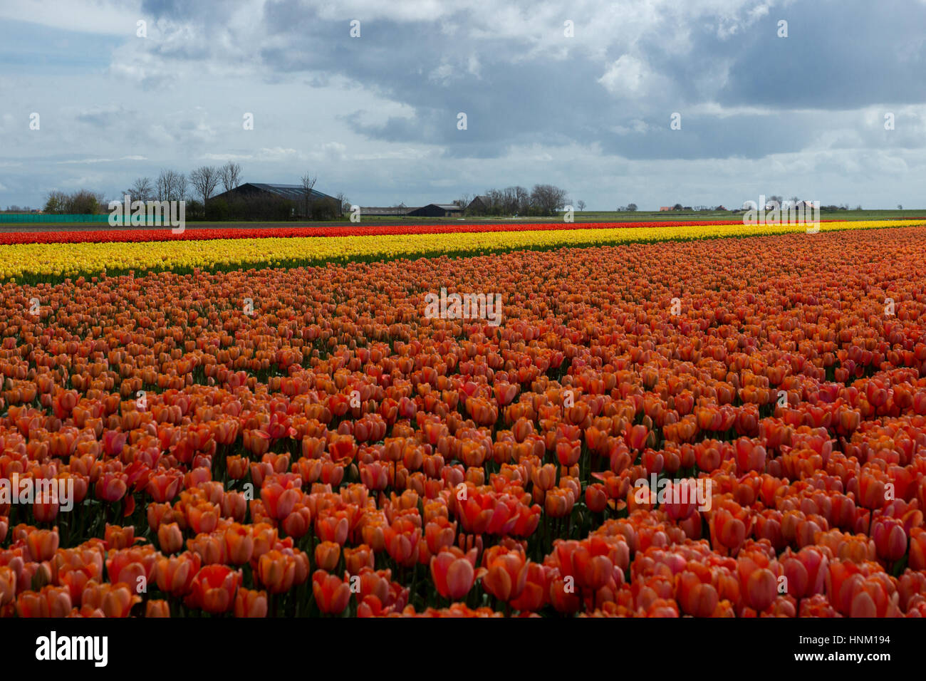 Blooming tulip fields in a dutch landscape in Texel, the Netherlands ...