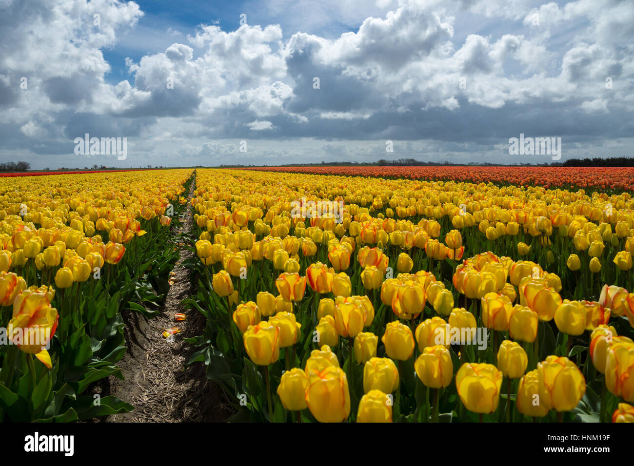 Blooming tulip fields in a dutch landscape in Texel, the Netherlands ...