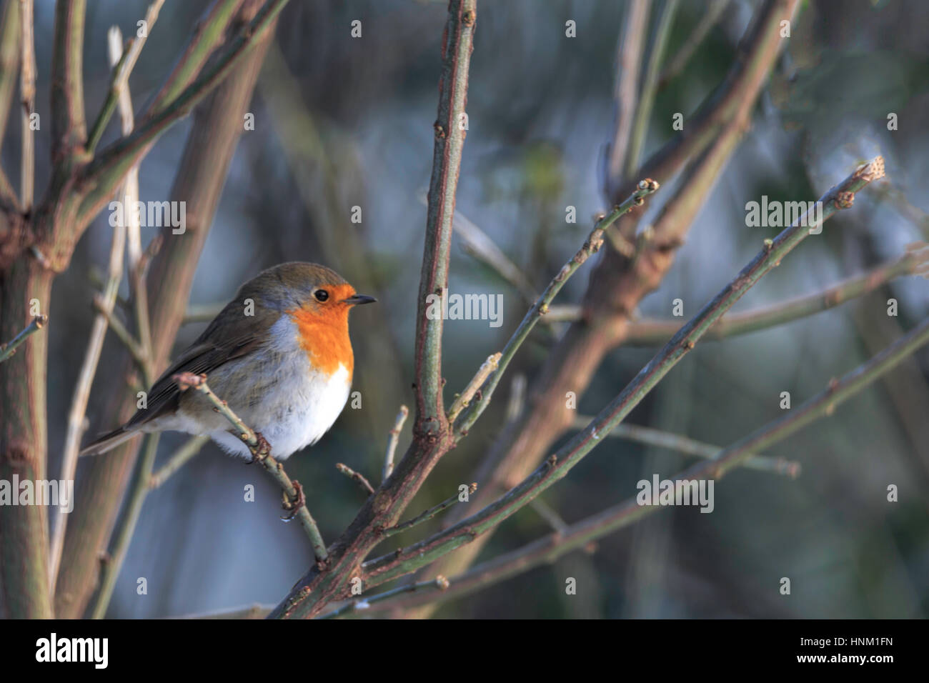 Robin Eating Insect High Resolution Stock Photography and Images - Alamy