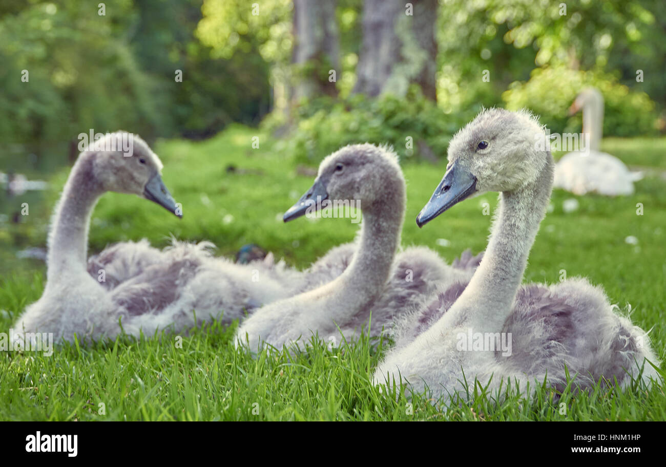 Young mute swan cygnets sitting in grass on land Stock Photo