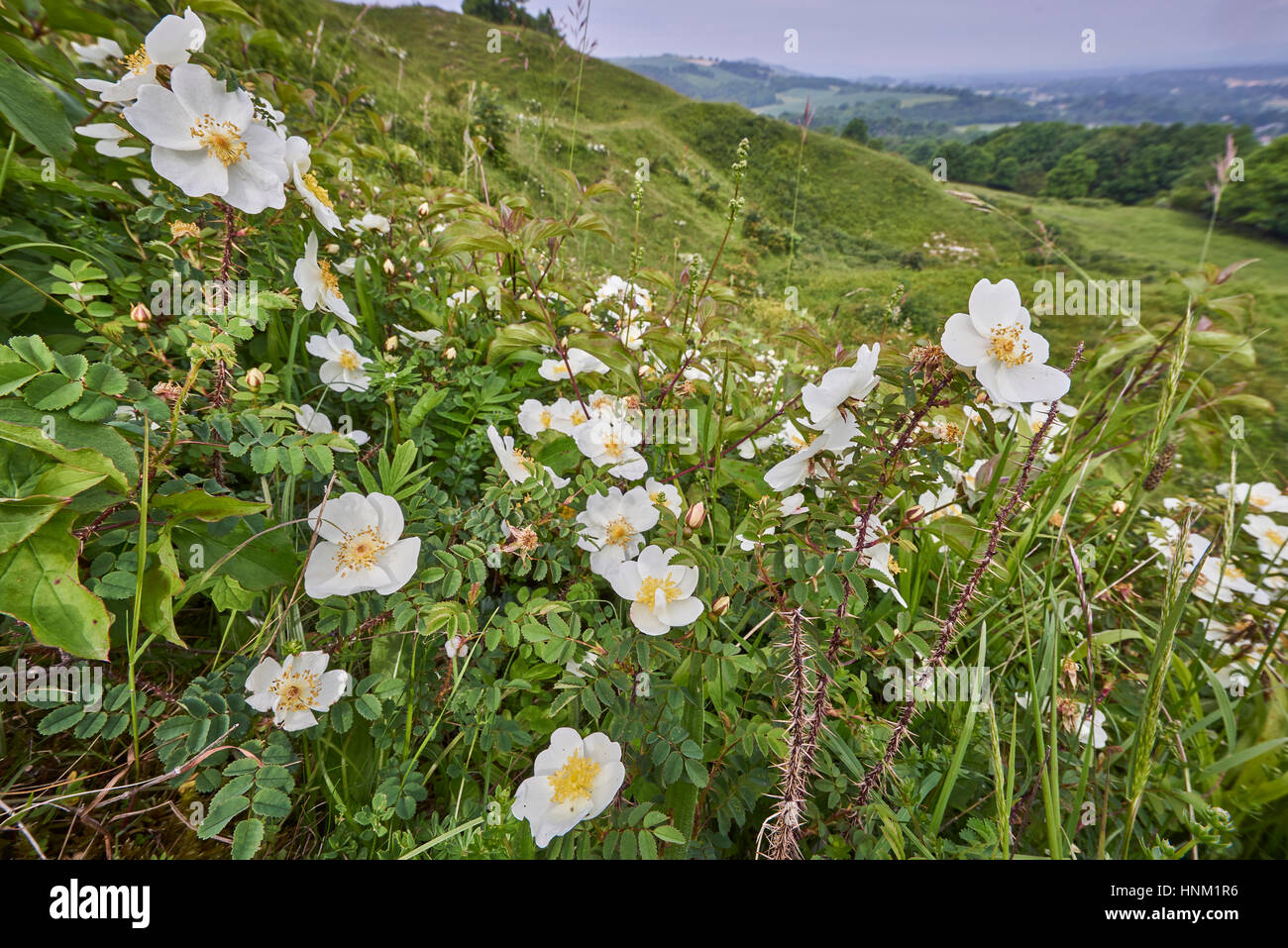 Rose, Rosa pimpinellifolia on the South Downs National Park
