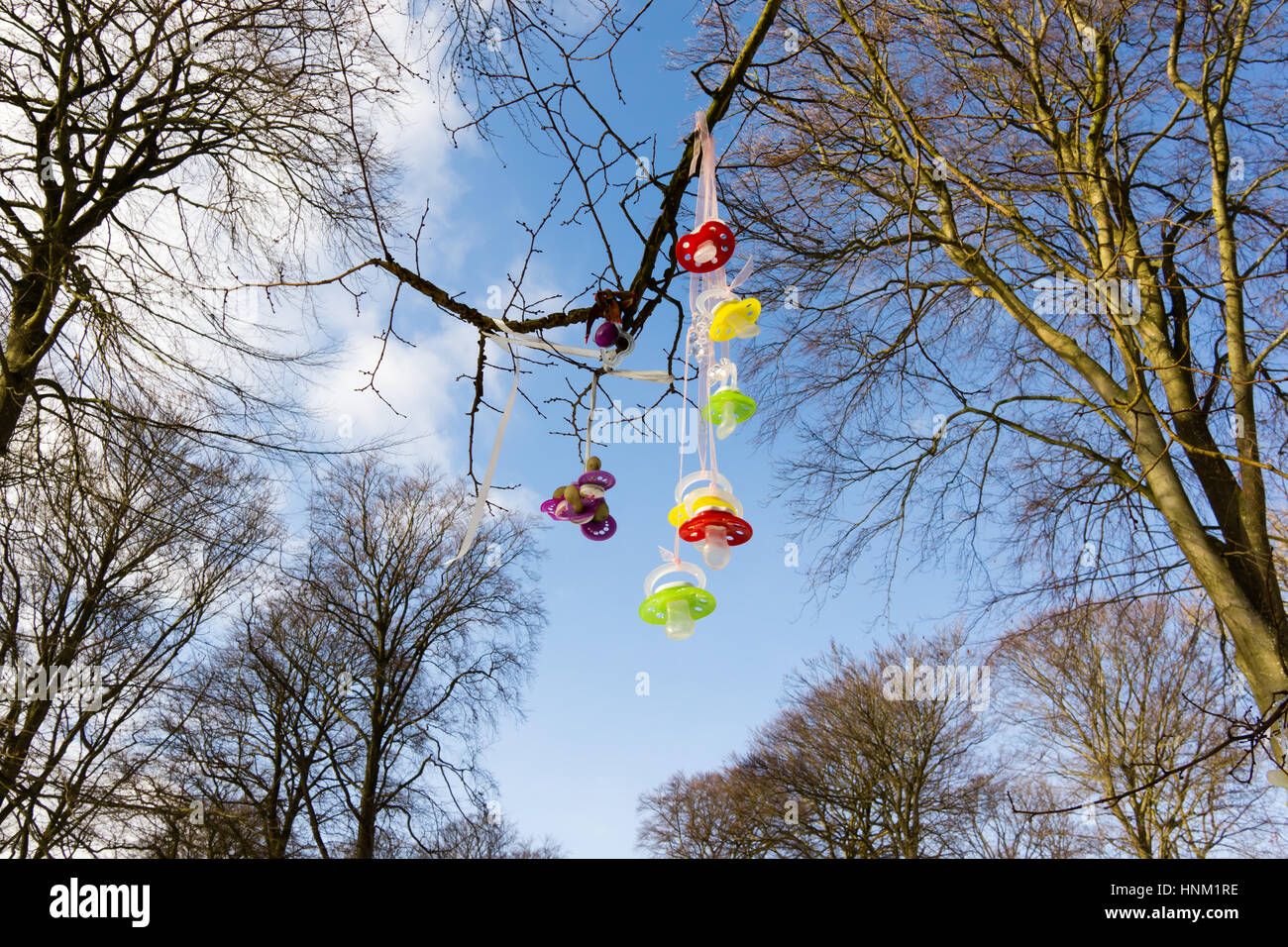 Colourful plastic pacifiers hanging in a tree, when children stop using them. Stock Photo