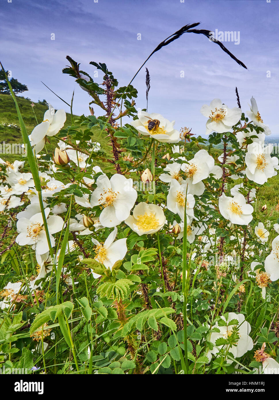 Burnet Rose, Rosa pimpinellifolia on the South Downs National Park Stock Photo