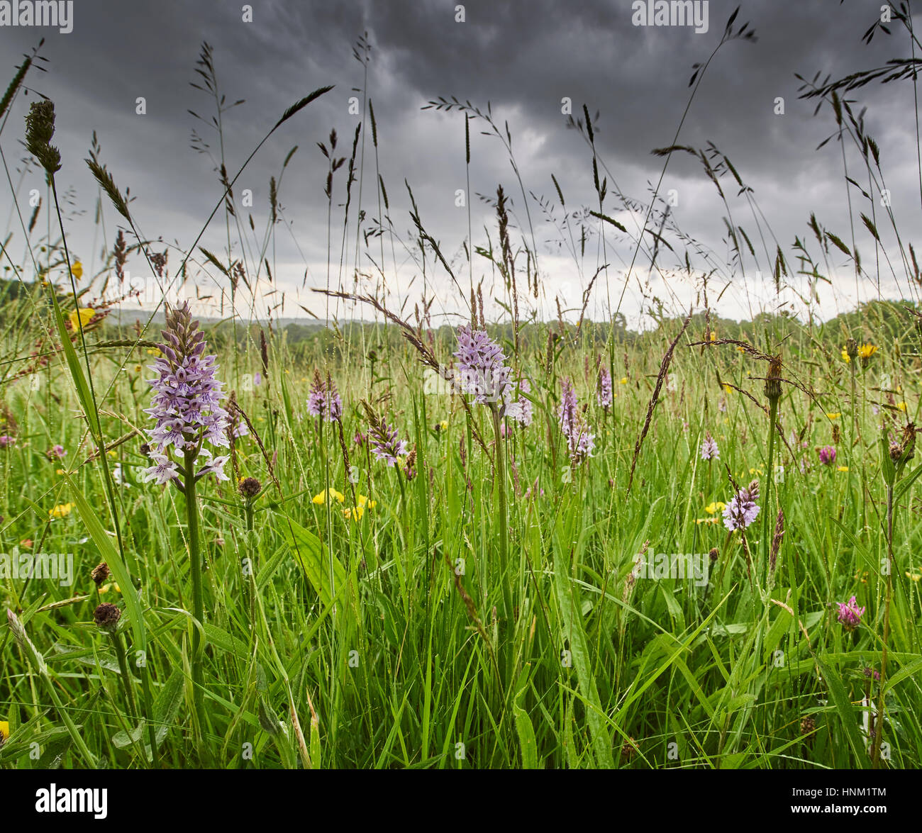 Wild Flower hay Meadow with Orchids in the Sussex High Weald Stock Photo