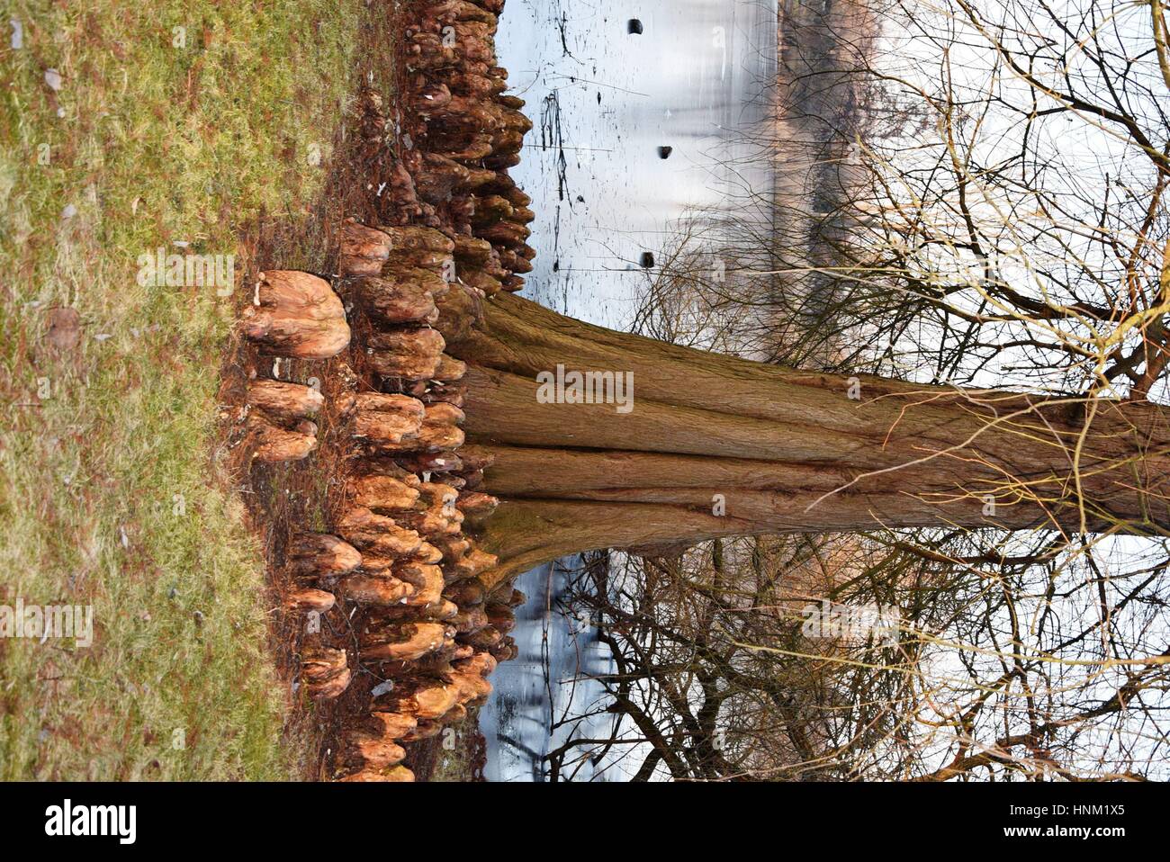 These trees breathe by taking their roots aout of the ground, posing a