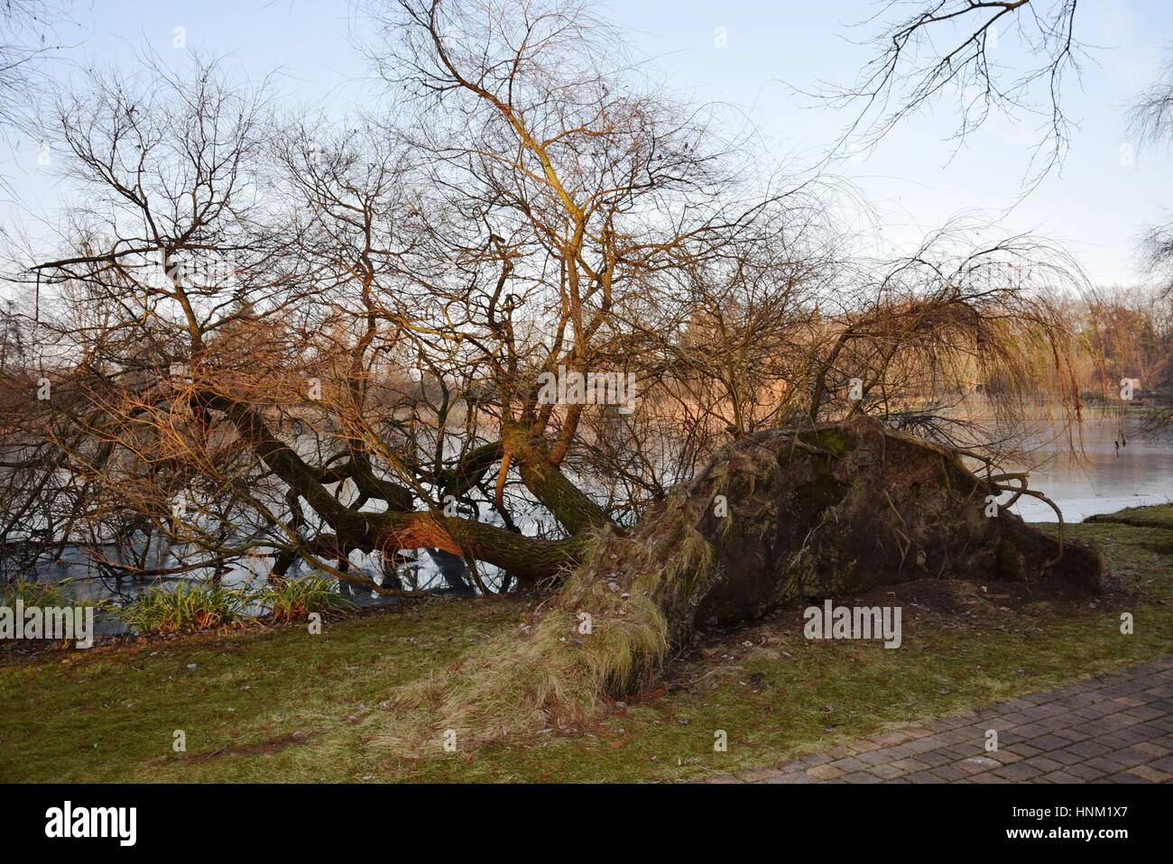 Tree fallen into the lake and surviving with just a few roots in the ground. Stock Photo