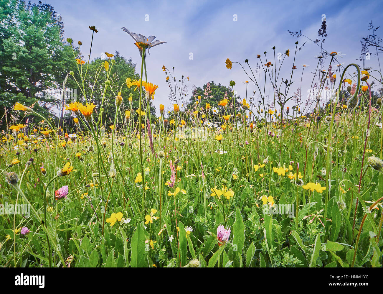 Traditional Wild Flower hay Meadow in the Sussex High Weald Stock Photo