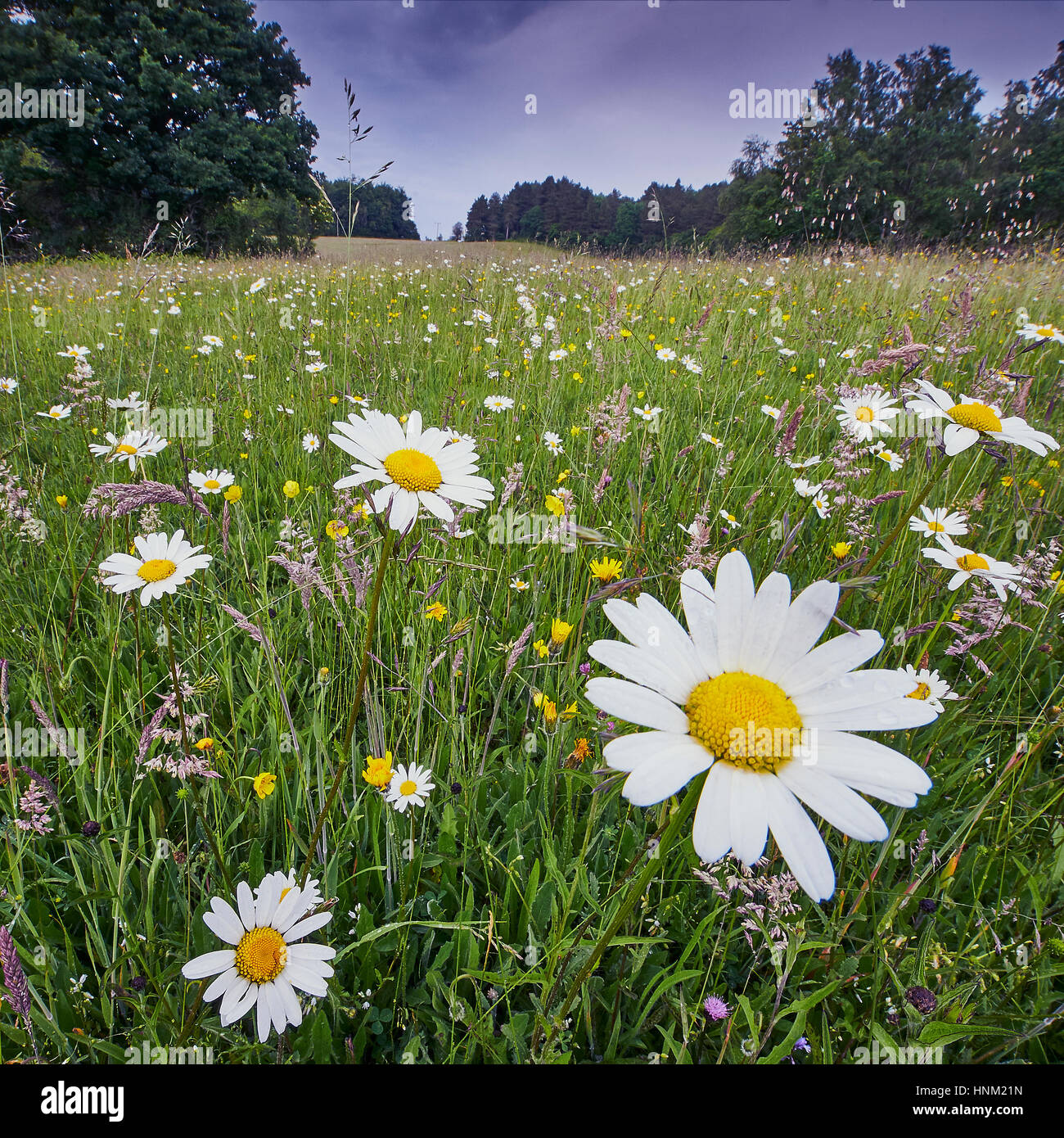 Sustainable wildflower meadow hi-res stock photography and images - Alamy
