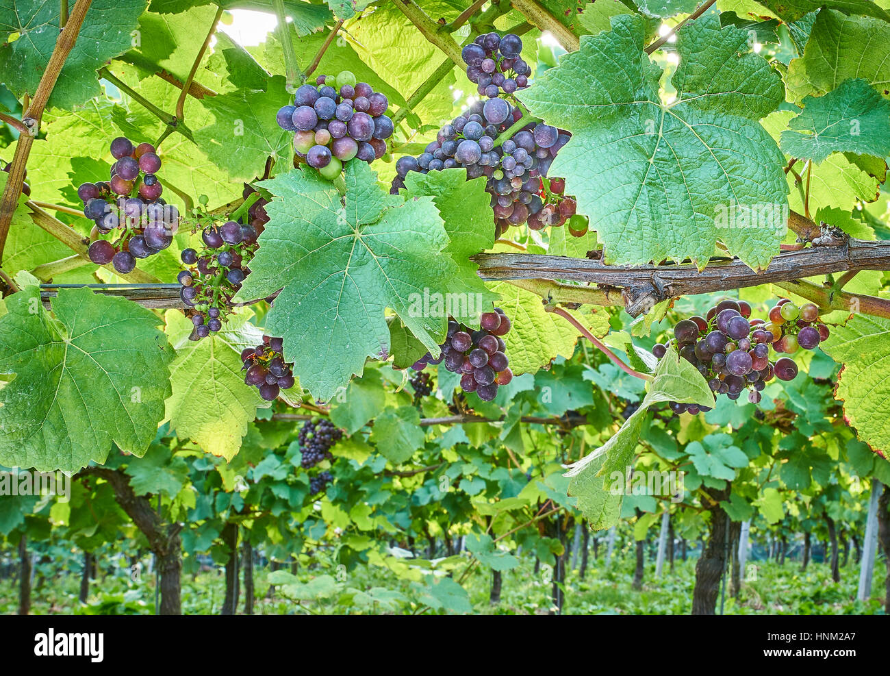 Black grapes growing on the vine in an English vineyard on the South