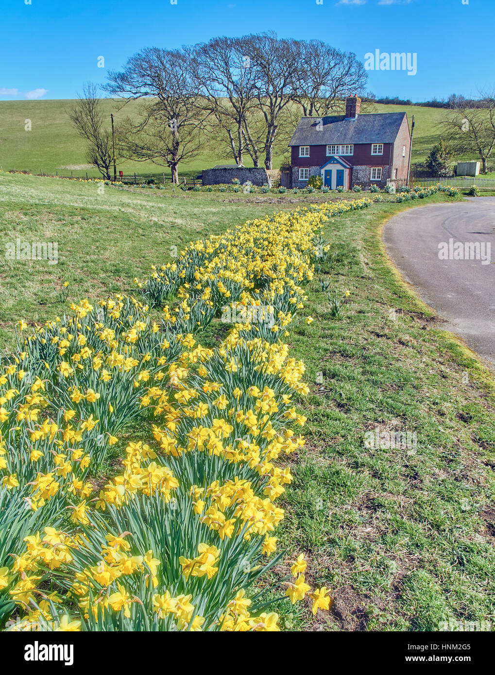 Drift of daffodils leading to country cottages in spring Stock Photo