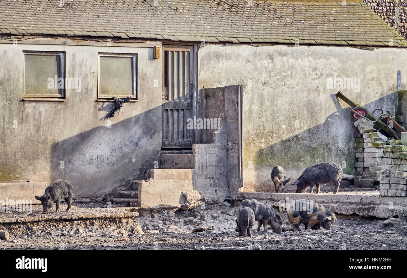 Organic free range pigs foraging in a pigsty Stock Photo