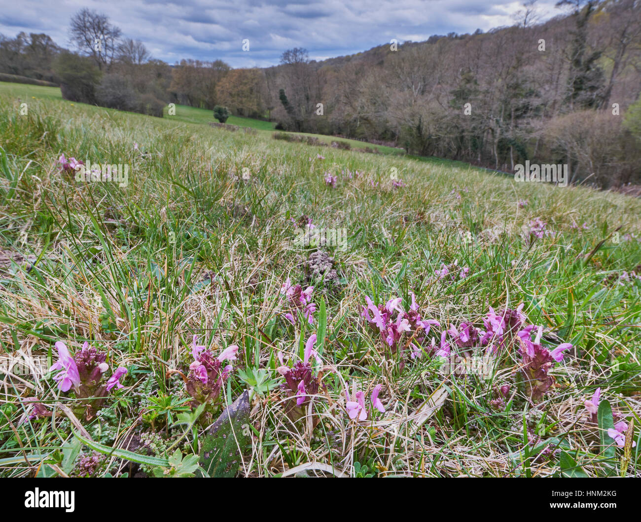 Lousewort Pedicularis sylvatica in a wealden meadow Stock Photo