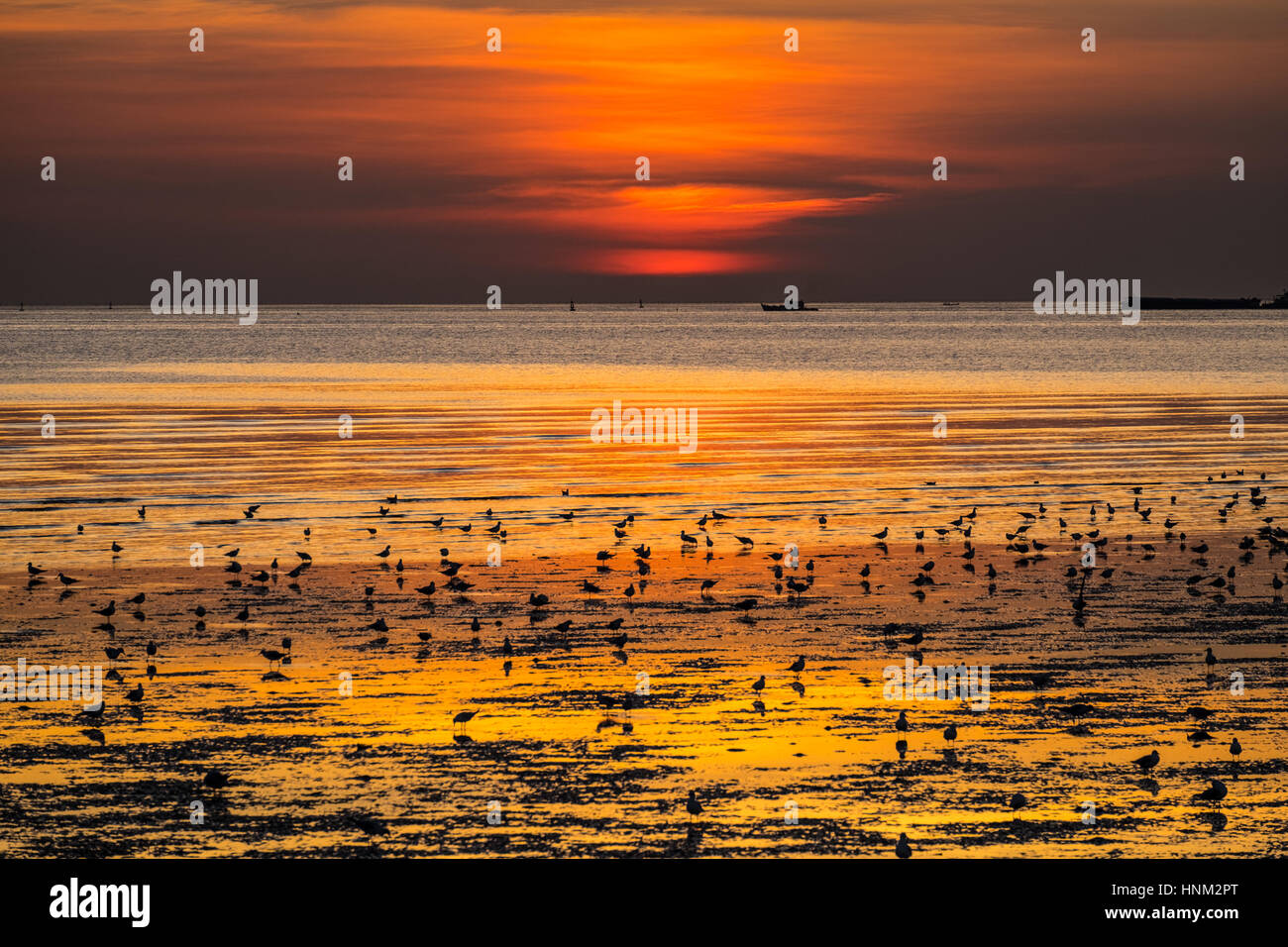 Seaguns on a part of mangrove forest on sunset background in twilight time. Stock Photo