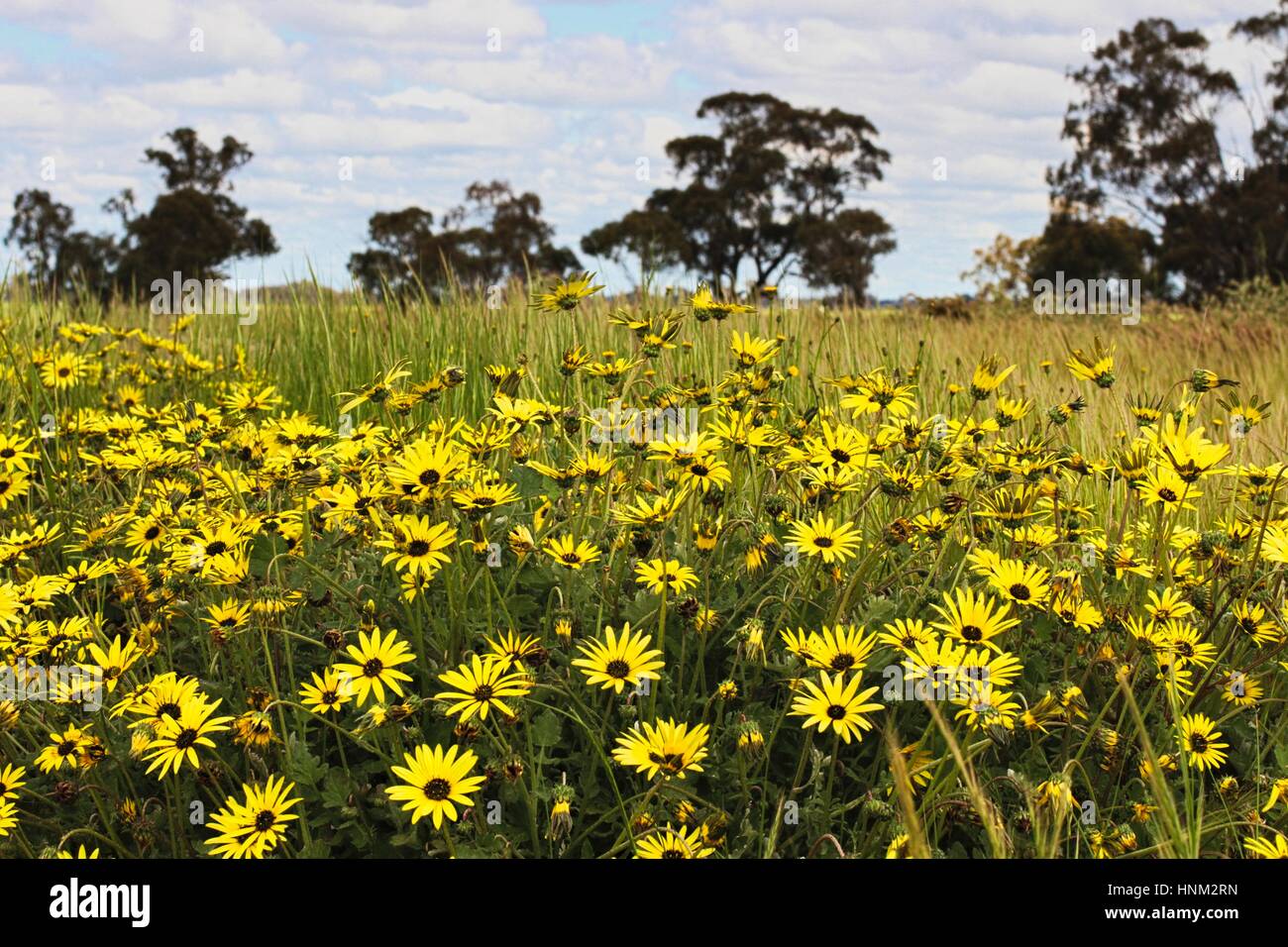 Wildflowers Australia Stock Photos & Wildflowers Australia Stock Images