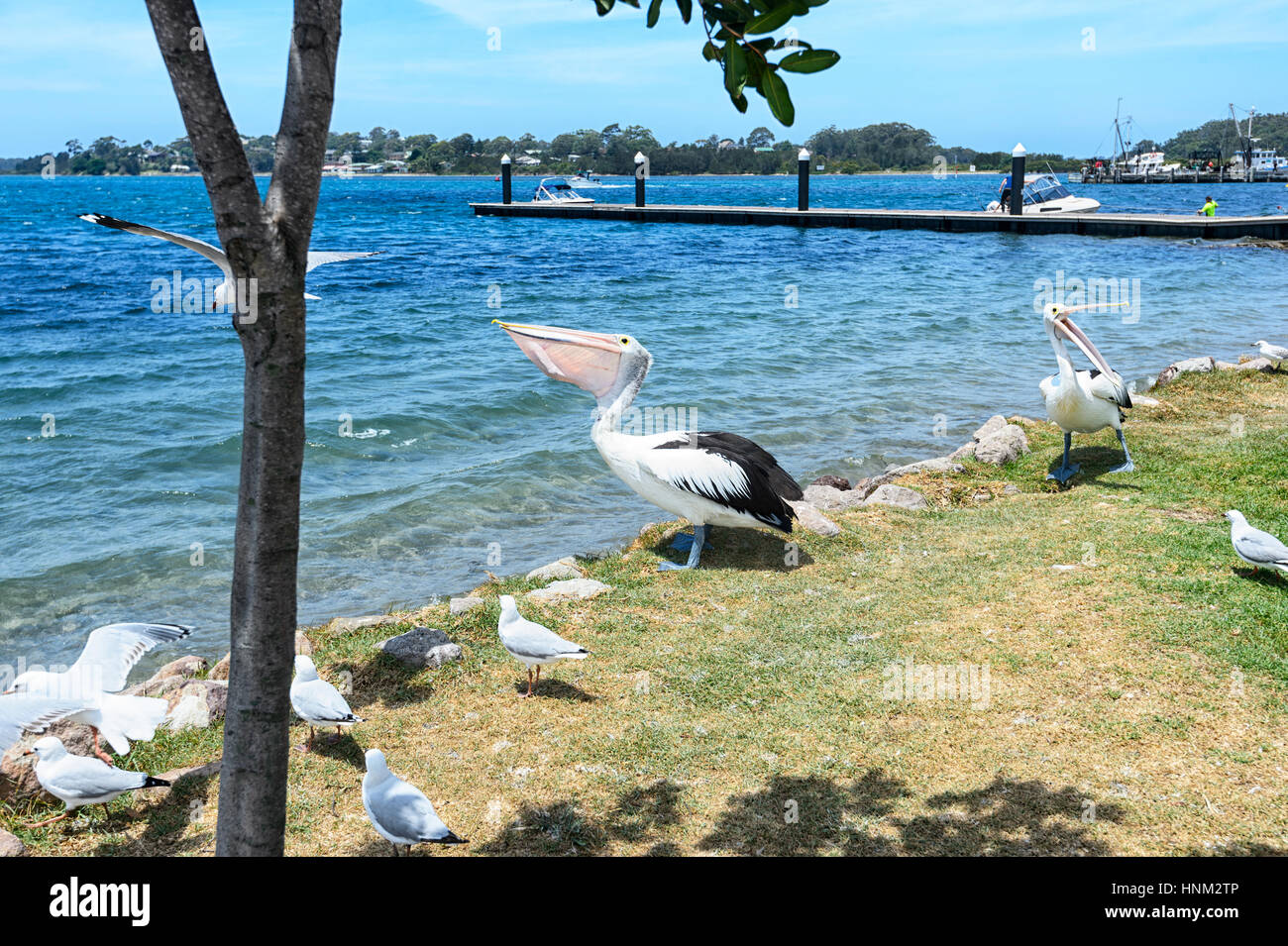 Australian Pelican (Pelecanus conspicillatus) eating fish, Greenwell Point, South Coast, New South Wales, Australia Stock Photo