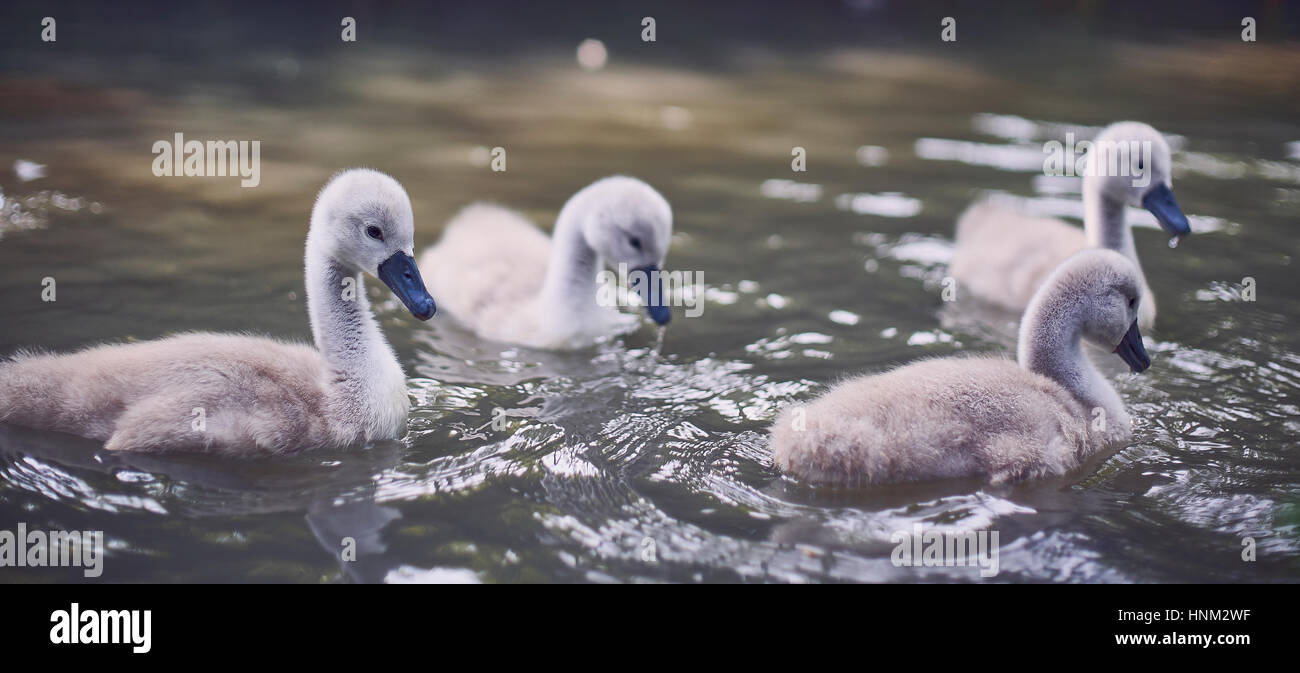 Four swan cygnets swimming together close-up Stock Photo