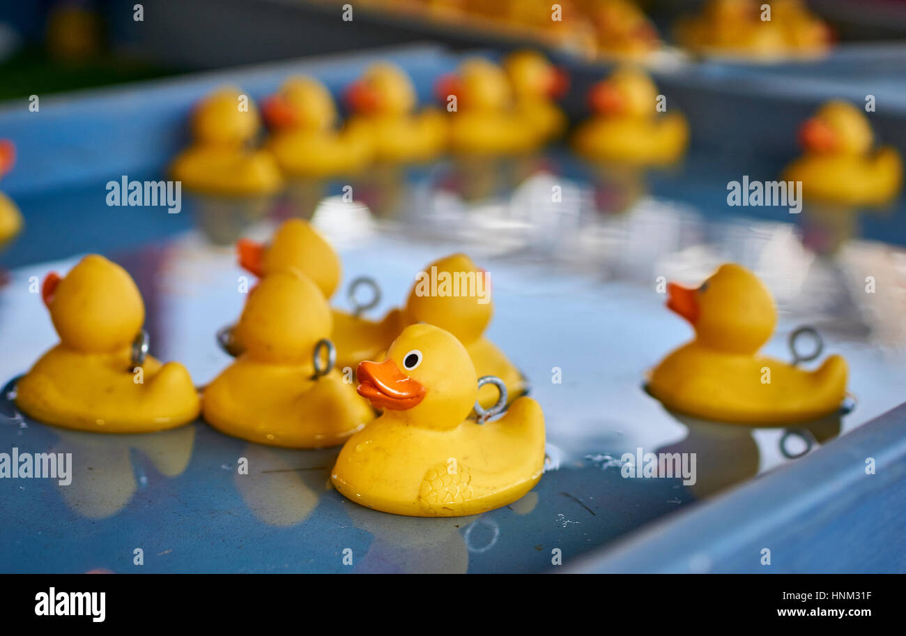 Many yellow rubber ducks floating on a large tray of water Stock Photo