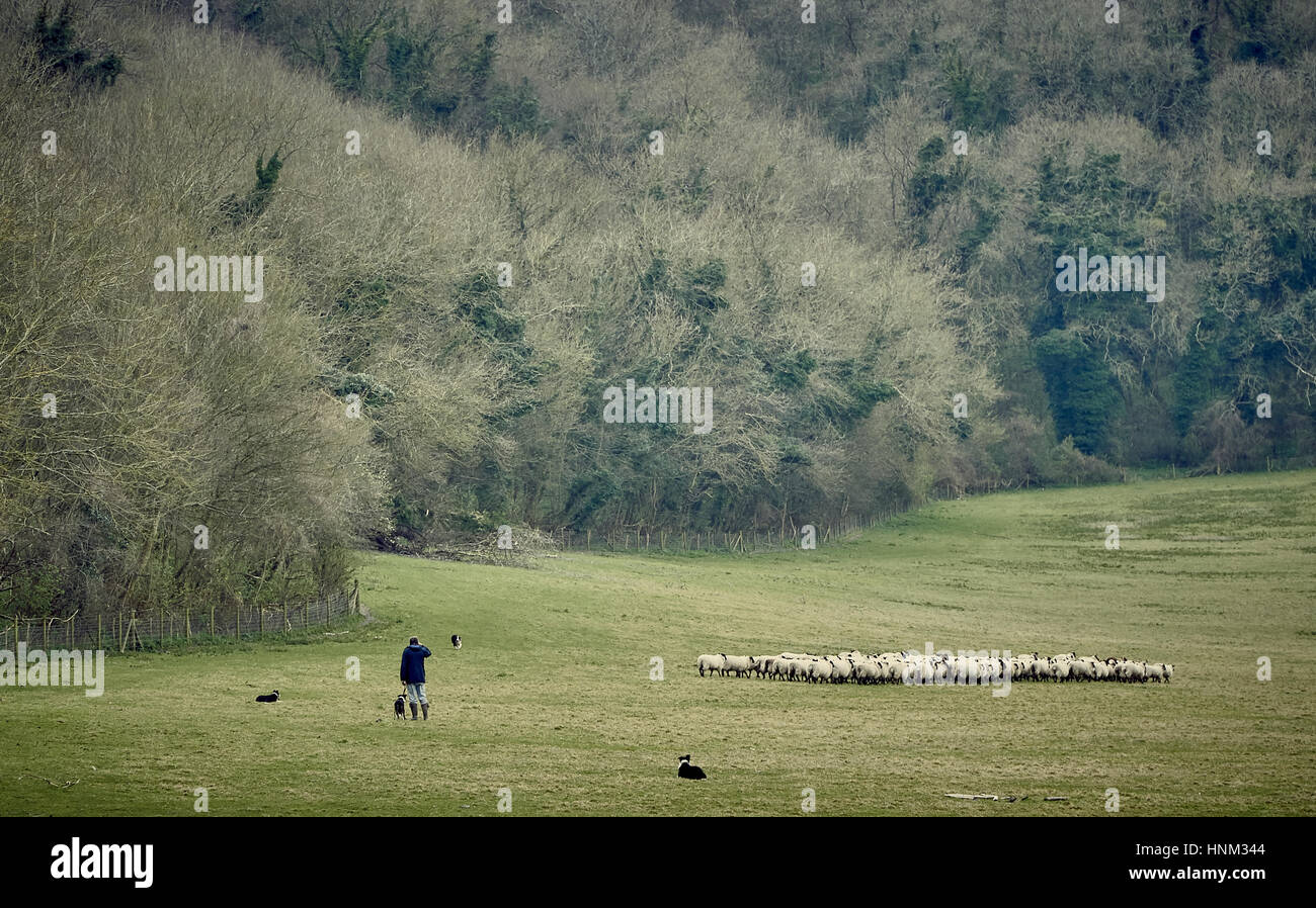 Sheepdog herding sheep hi-res stock photography and images - Alamy