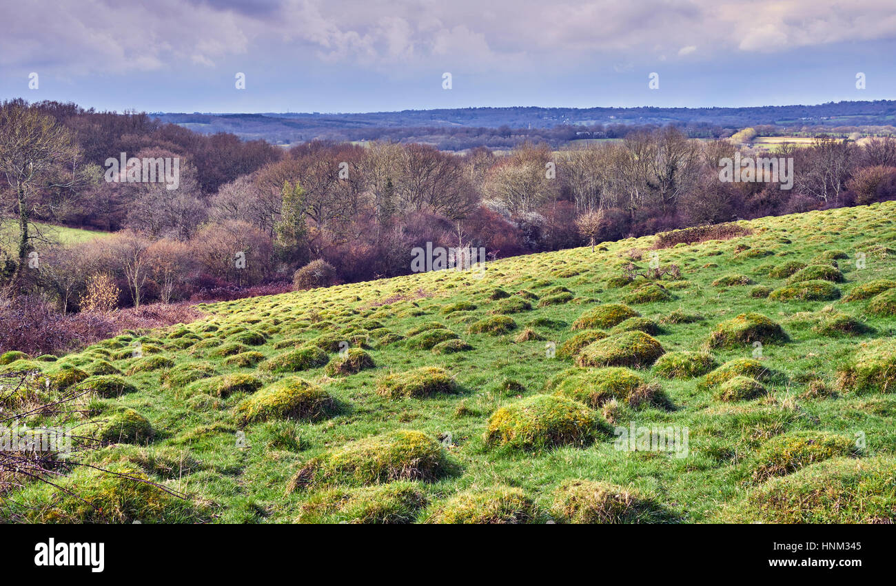 Anthills on an ancient Wealden Meadow Stock Photo
