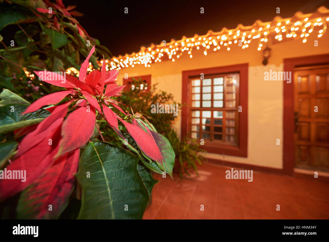 red petal flower on christmas decorated blurred house Stock Photo