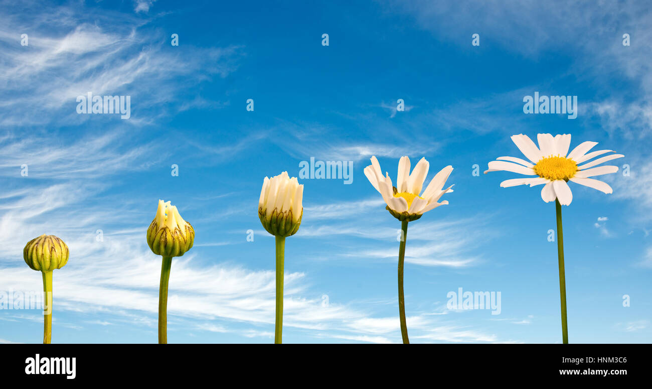 Stages of growth and flowering of a daisy, blue sky background, life concept Stock Photo
