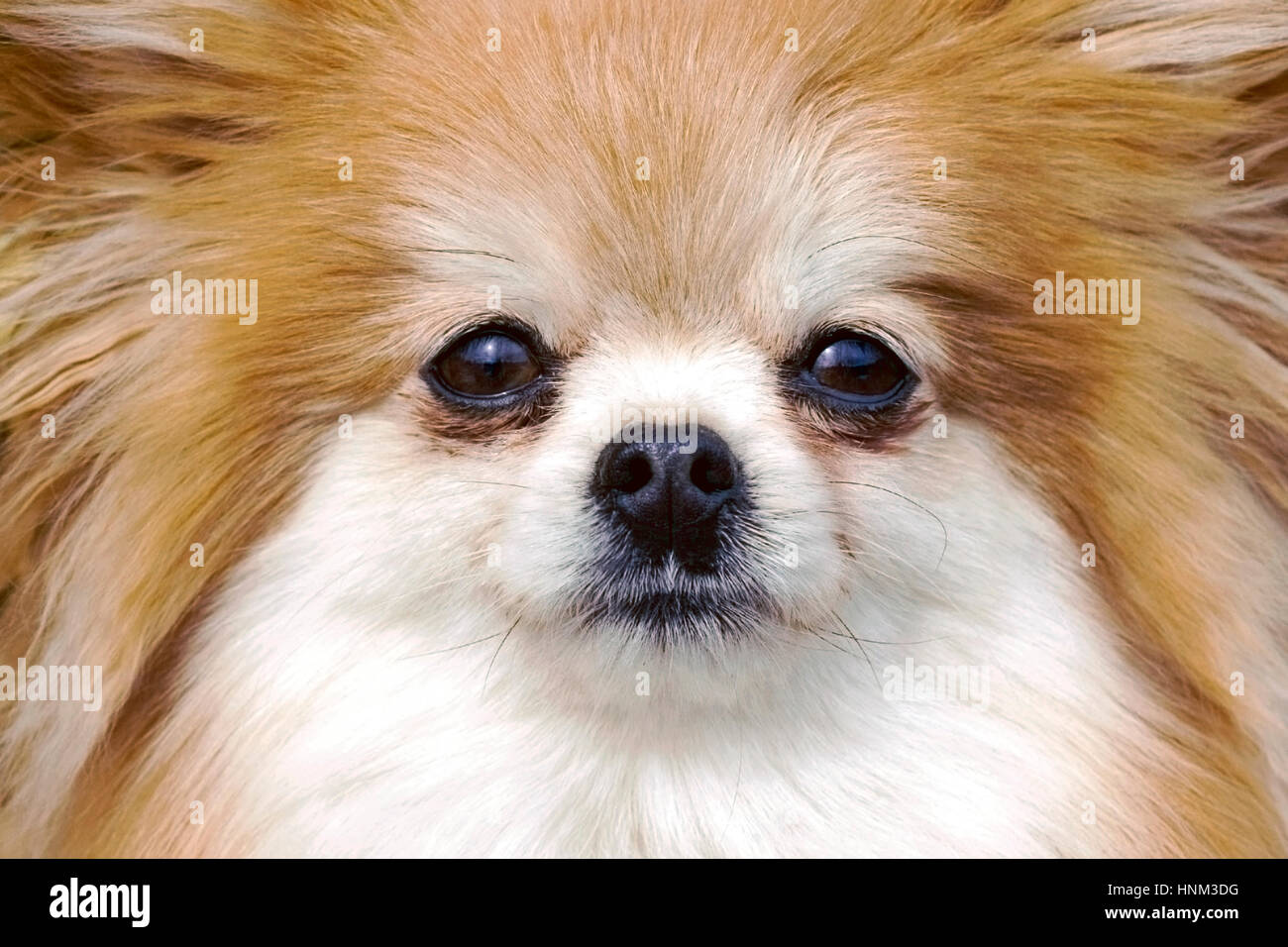 Close up Face of cute Pomeranian Dog, Stock Photo
