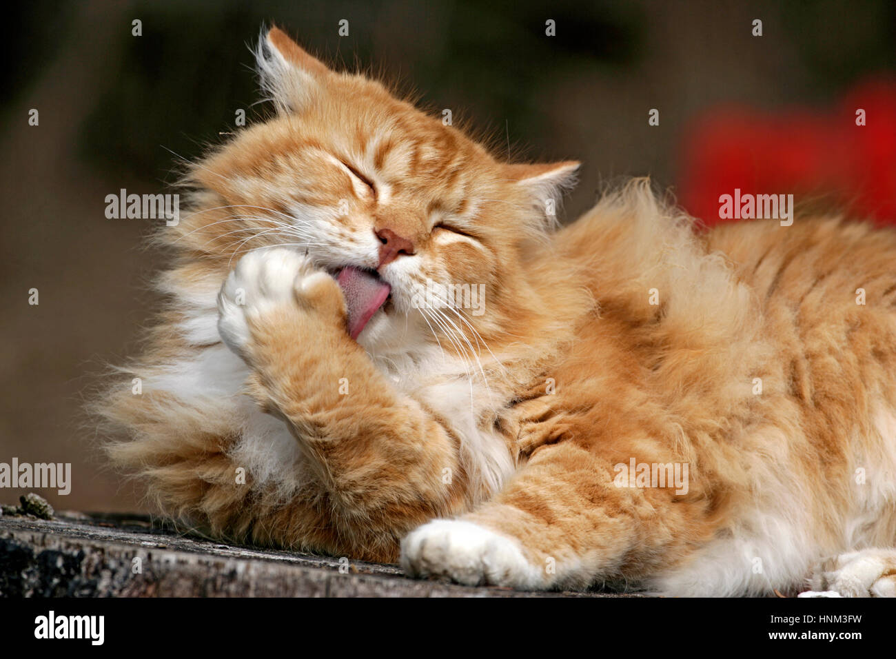 Cat ginger tabby laying outside on log, cleaning paws Stock Photo