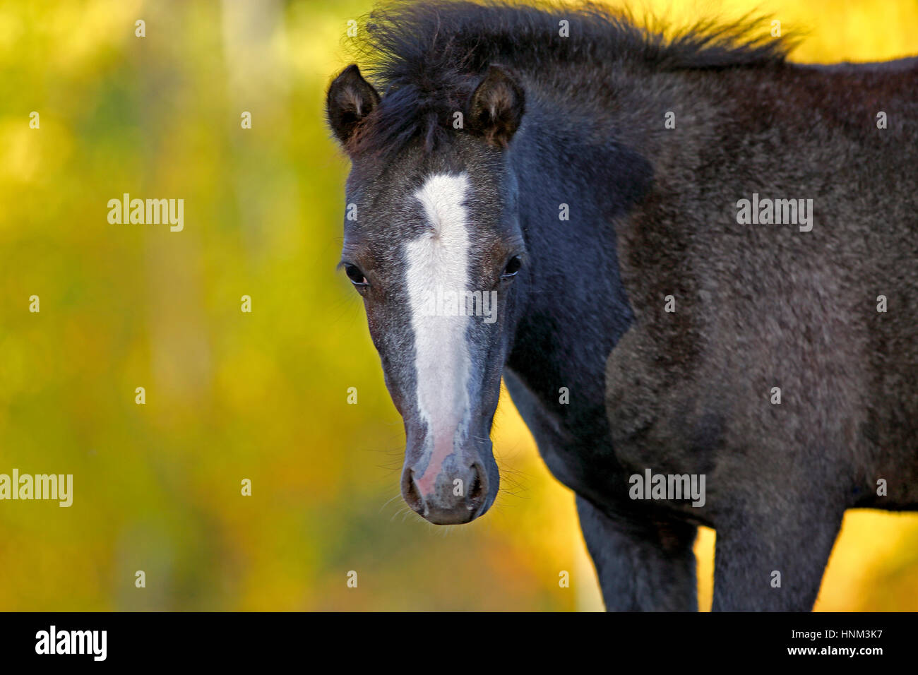 Close up portrait of curious black Welsh Pony Foal , watching. Stock Photo