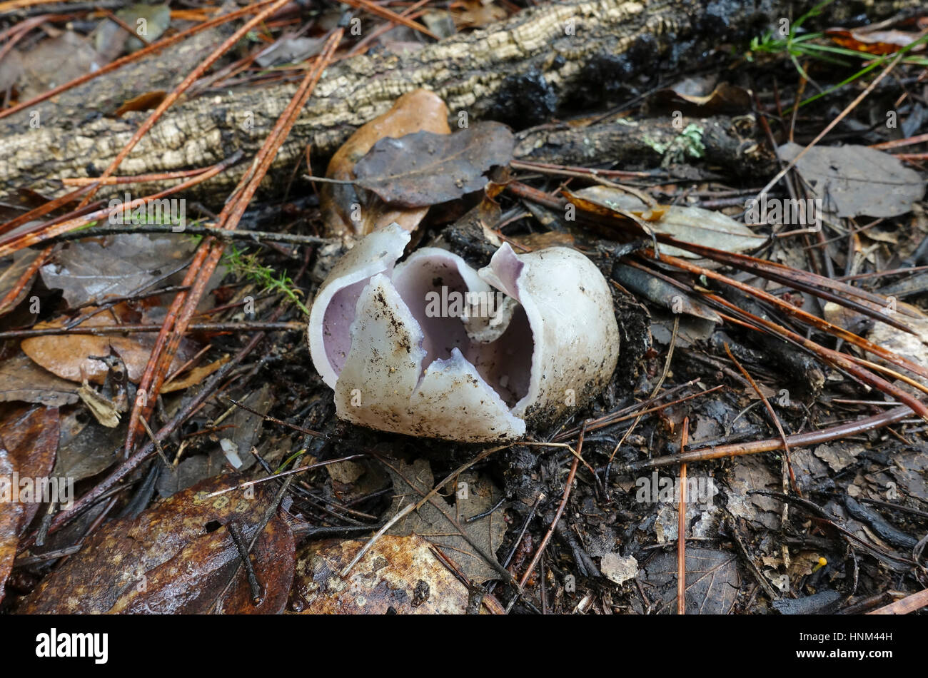Cup fungi, sarcosphaera coronary, Sarcosphaera coronary, mushroom, in forest in spain, Stock Photo