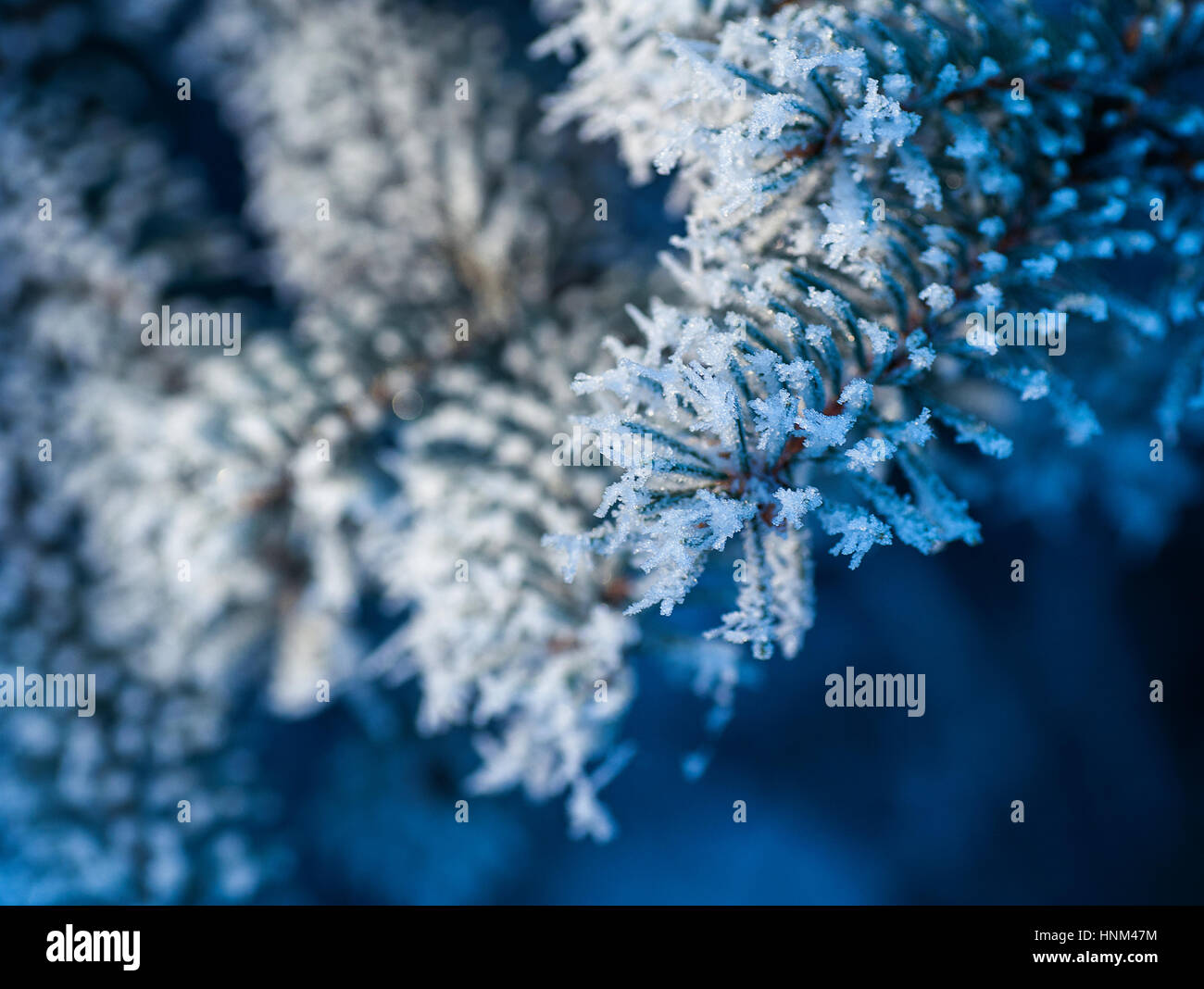 snow-covered tree branches in winter park Stock Photo