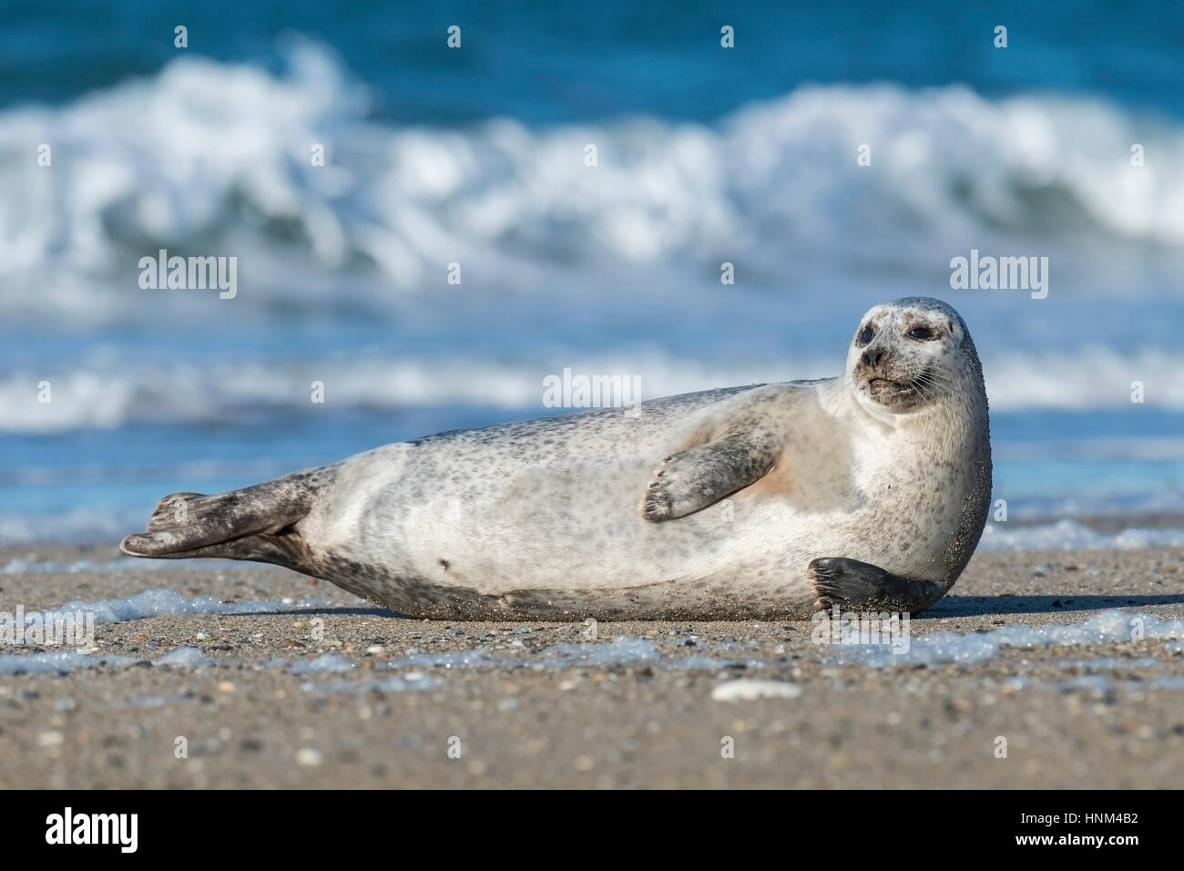 Cone seal before Helgoland, Halichoerus grypus, seal, Phoca vitulina, Kegelrobbe vor Helgoland, Halichoerus grypus,, Seehund Stock Photo