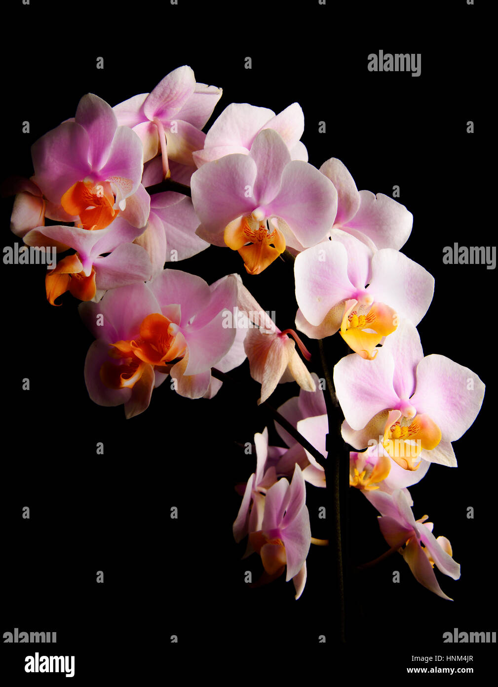 Pink orchid on a black background Stock Photo